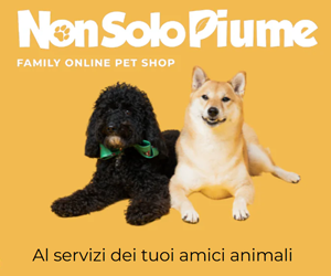 spot_img